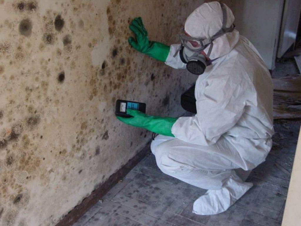 Mold Removal